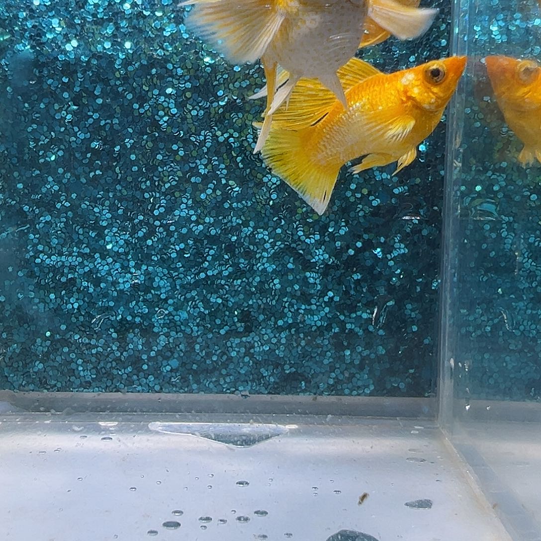 孔雀鱼黄金玛丽2公1母，0048