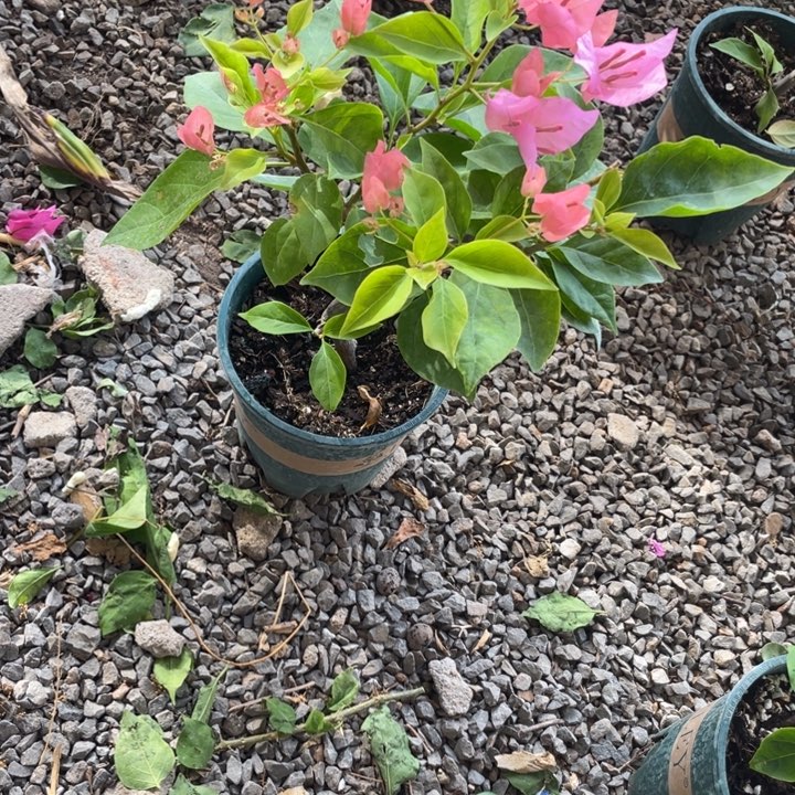 无花朵成粉公主，三角梅非常琴花