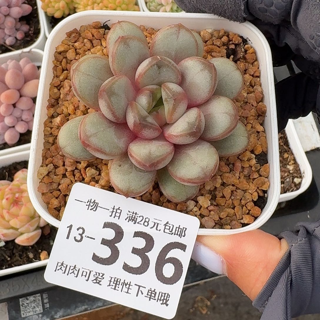 葡萄无盆土发货无
