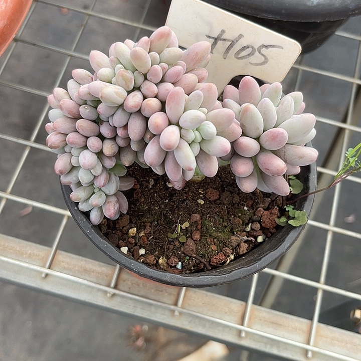 两单包邮，一物一拍105汤圆缀