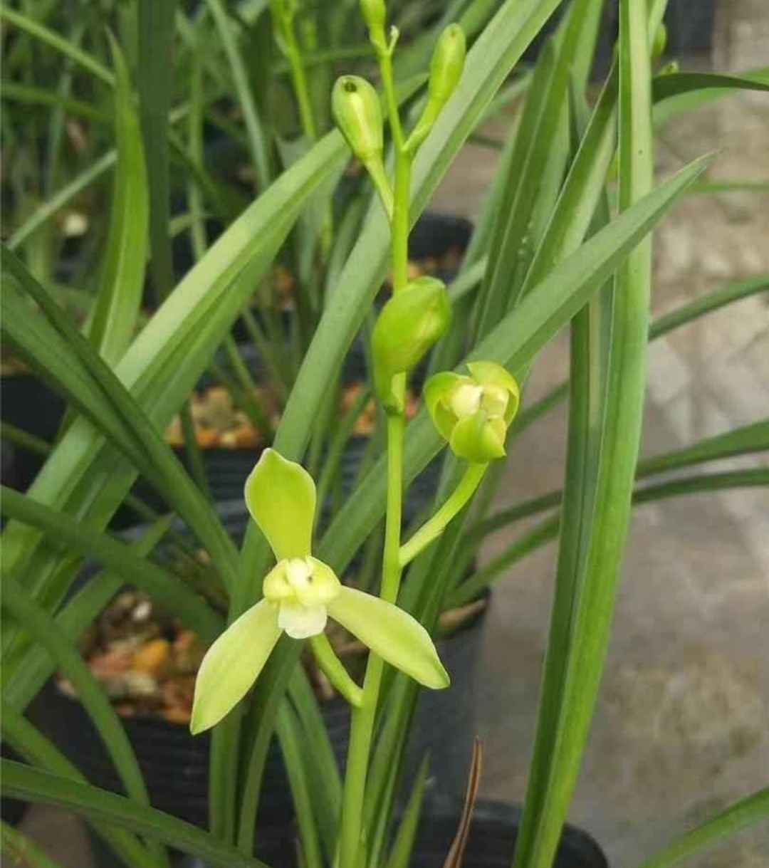 建兰【铁骨素梅】国兰花卉盆栽室内绿植四季好养办公室