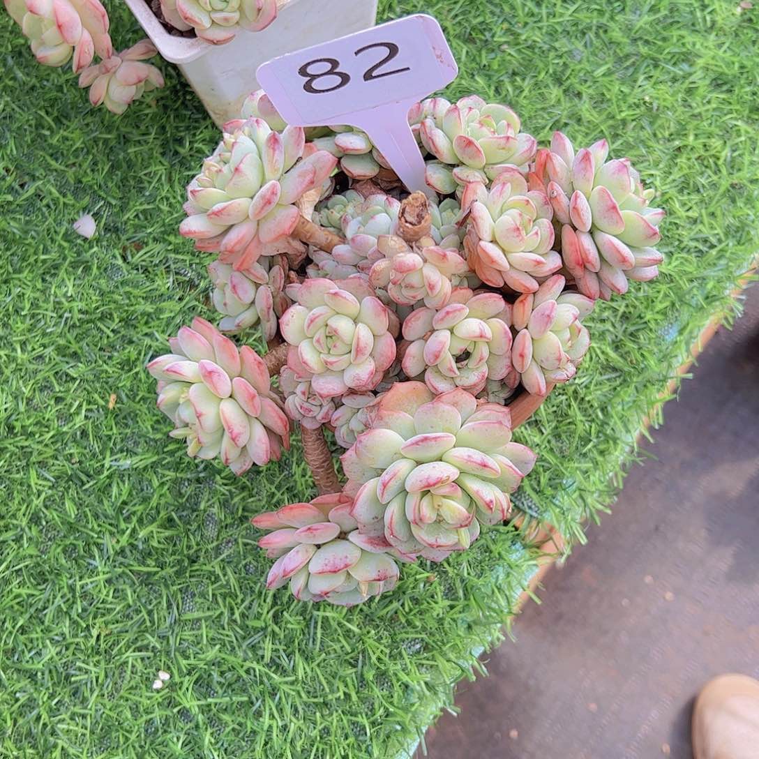 柳****州82香草58。。。。。。