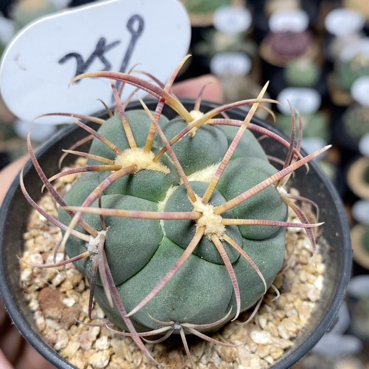 259号实生高木绯冠龙5cm