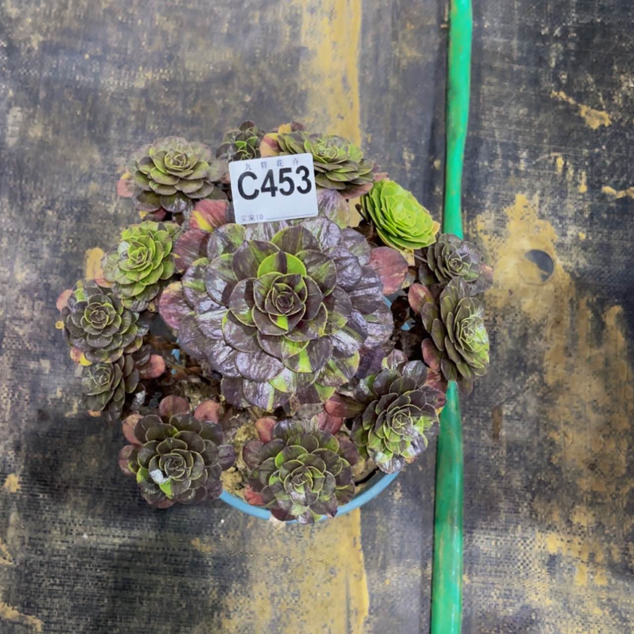 【闪购商品】45300