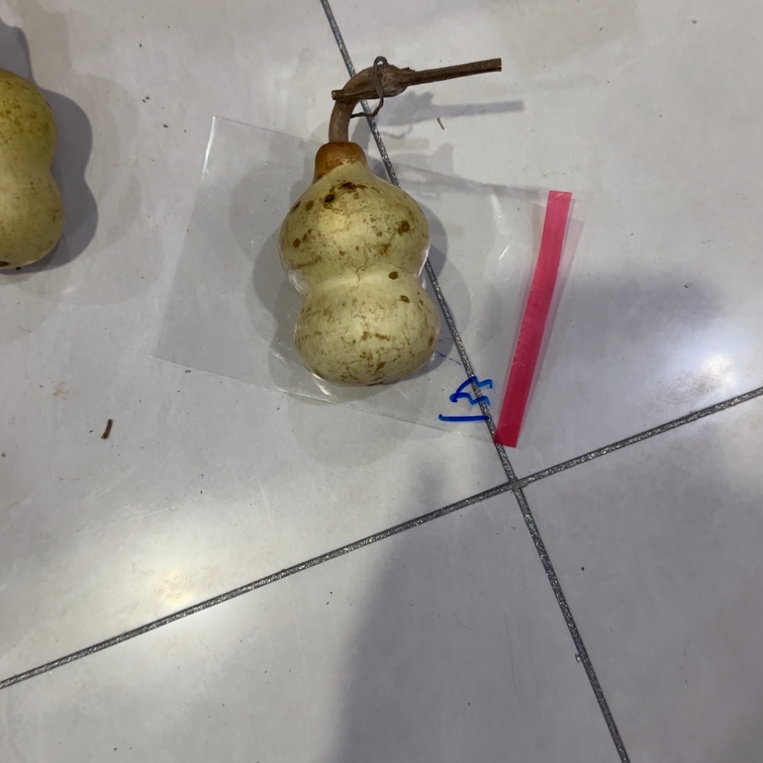 豆***航葫芦啦啦乐乐咯乐乐咯来咯哦