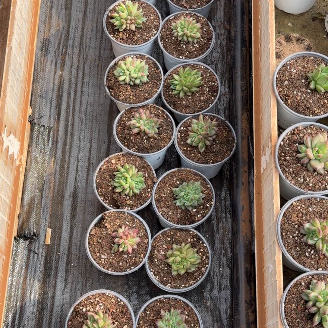 第***风寄养美人系多肉植物