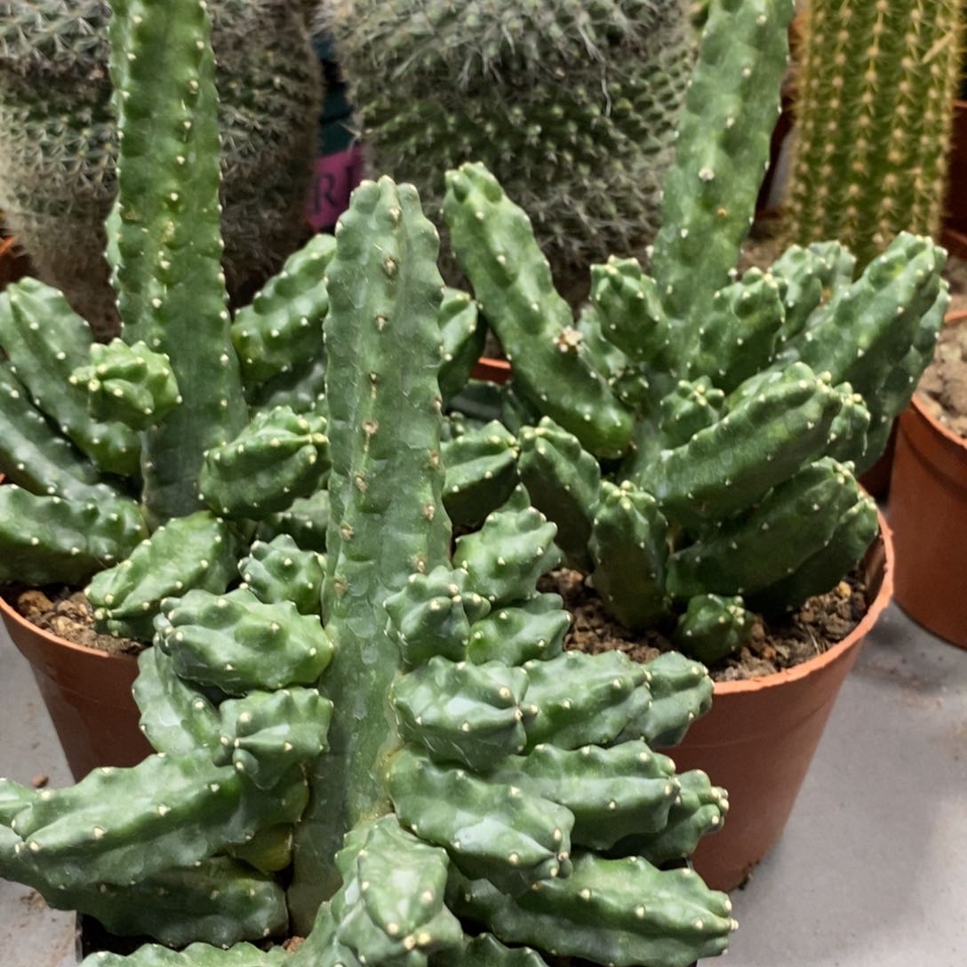 新品群生水仙情郎RX7一杯