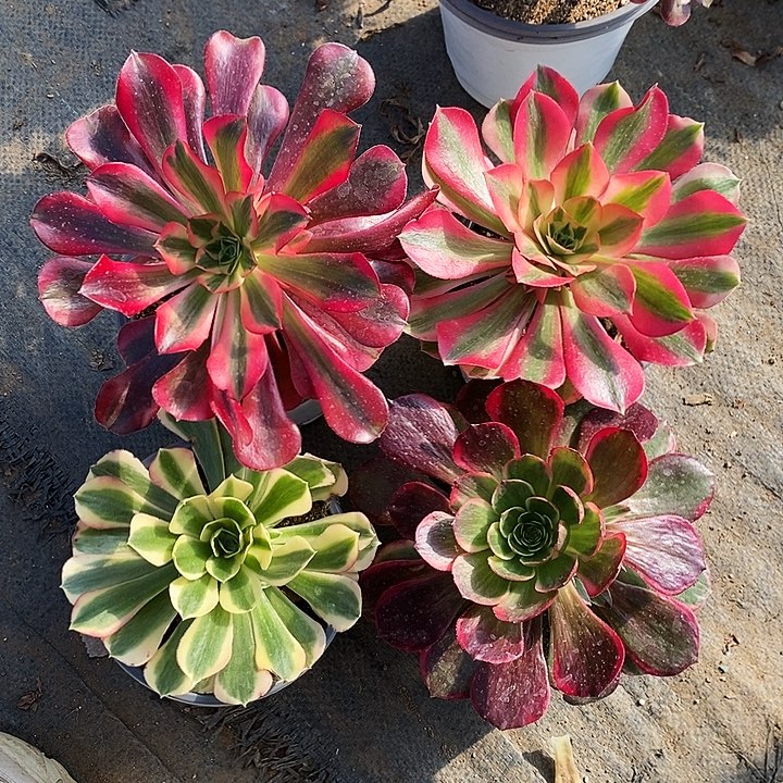 美杜莎女巫白凤夜宴多肉4颗