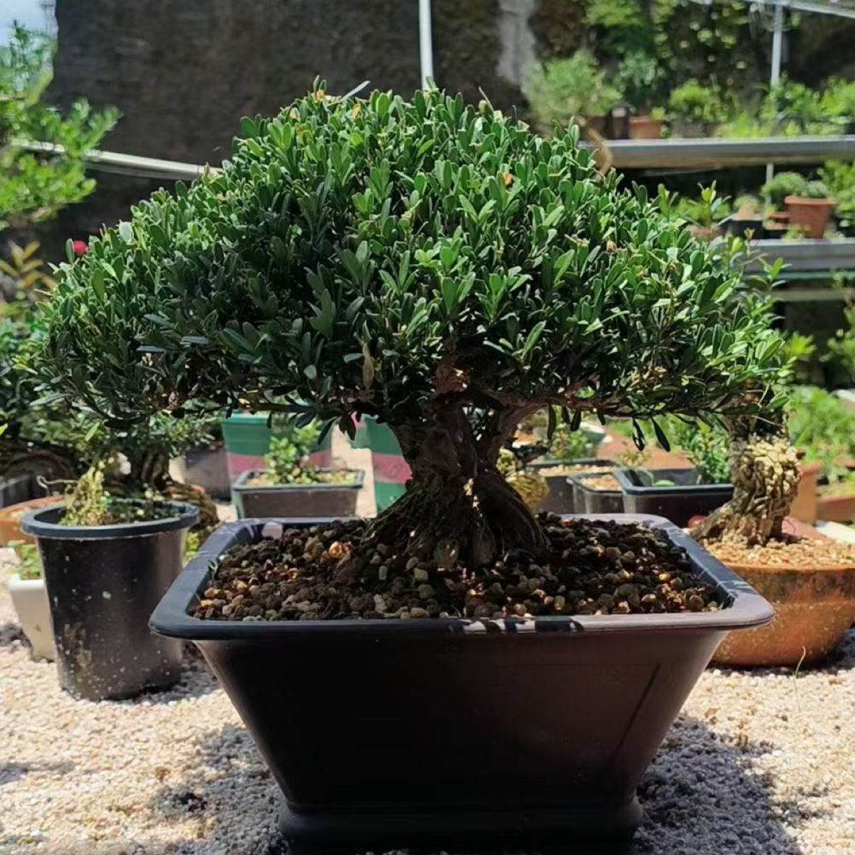 小叶雀舌黄杨盆景室内外观赏植物耐寒耐热易活