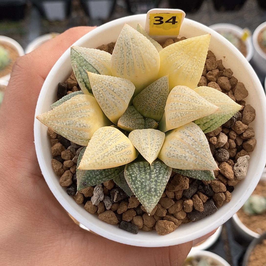 红陶34号糊斑白银锦一物一拍