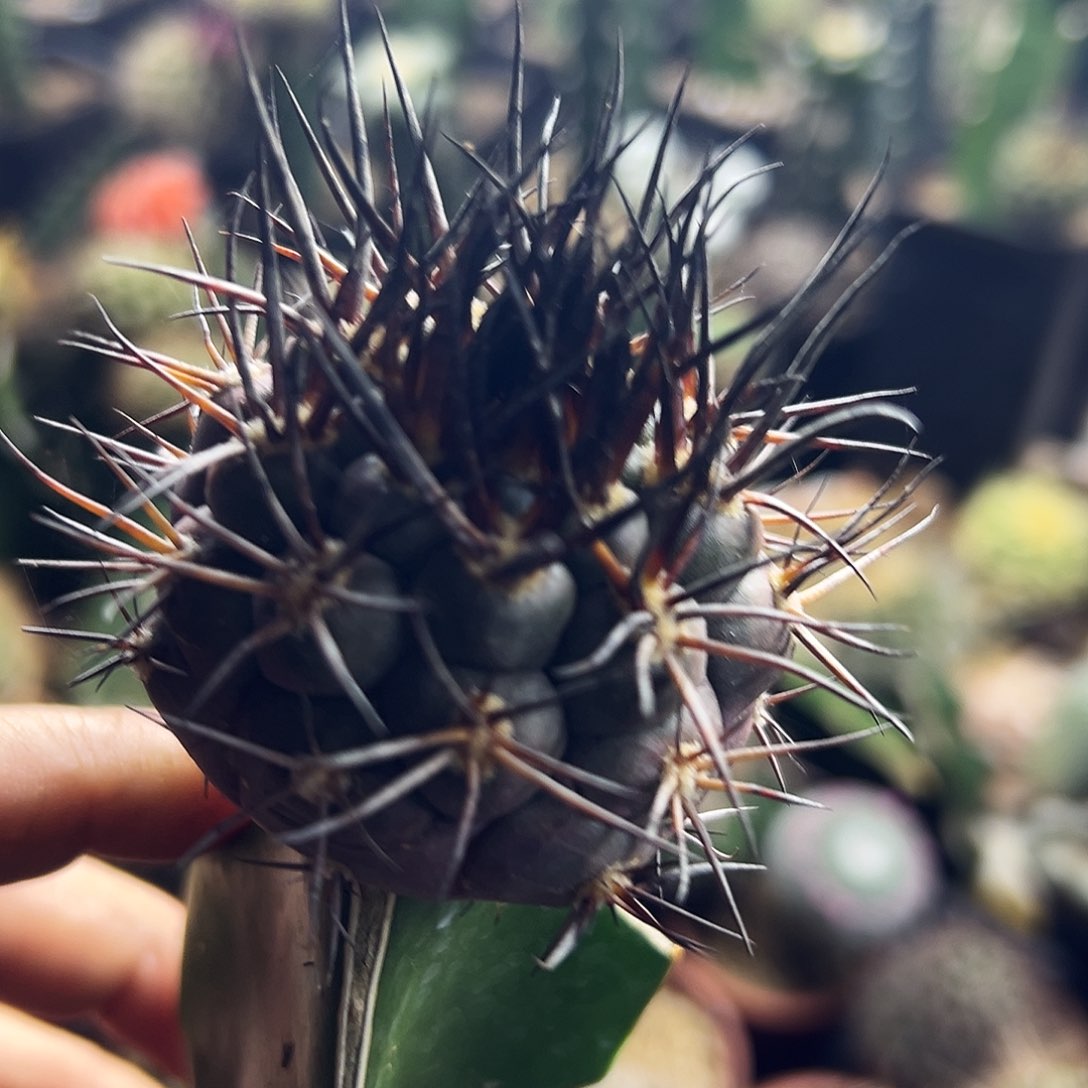 火焰摩天龙仙人球11111111