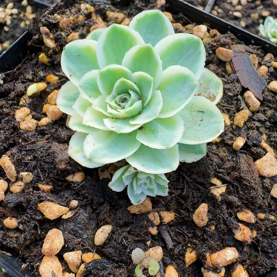 秋夕带侧芽一物一拍