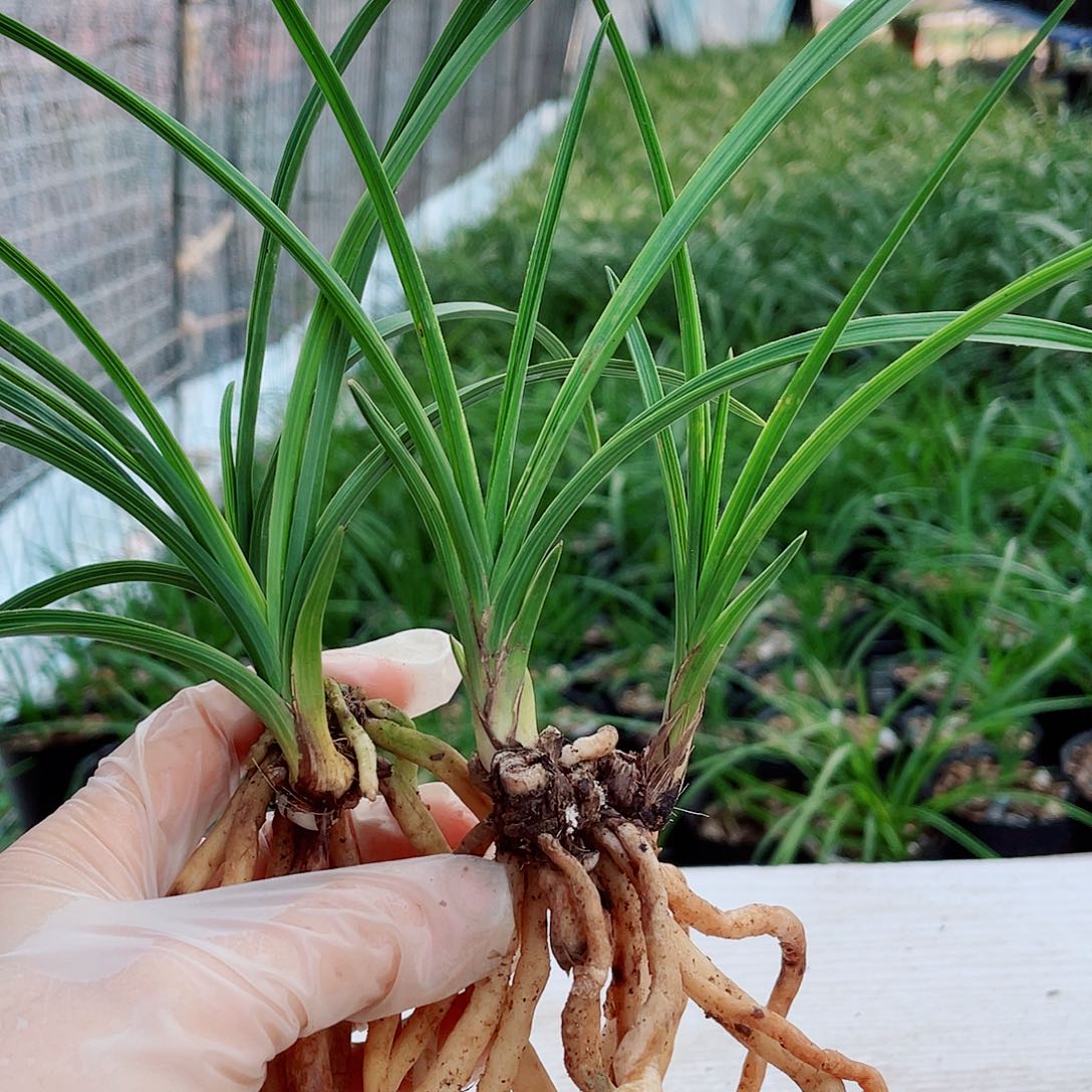 (***下完全开放兰花兰花