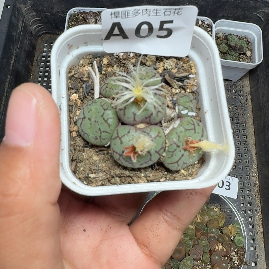 5多肉植物多肉植物