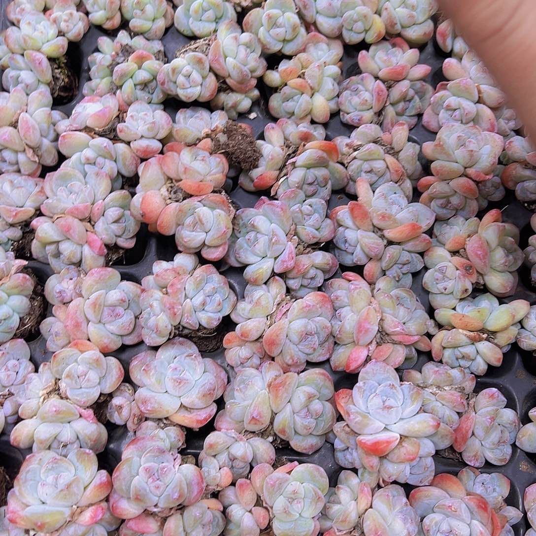 穴盘老冰玉群5个19包邮