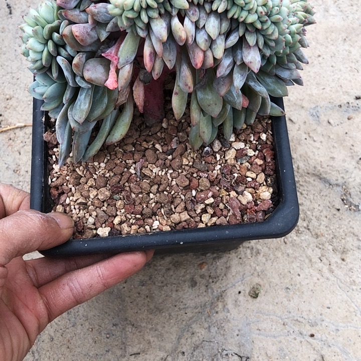 菠萝蜜专拍多肉植物