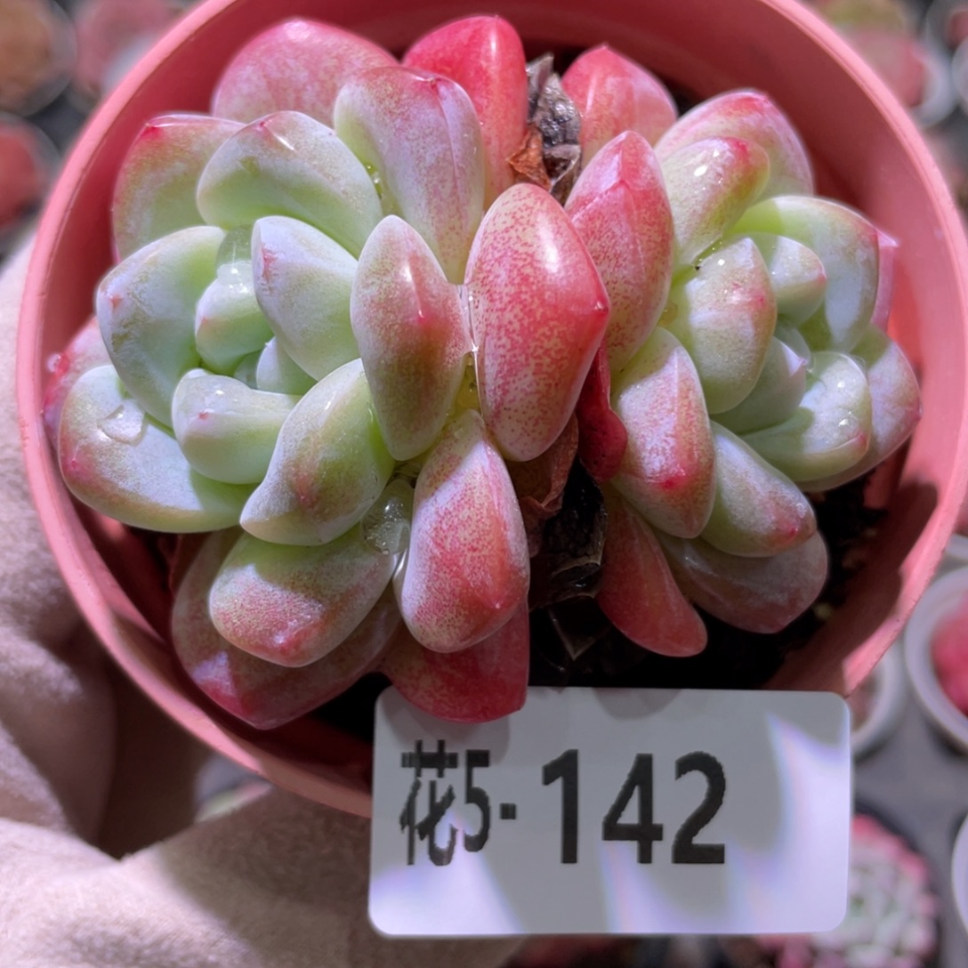 花利美5-142冰玉双头