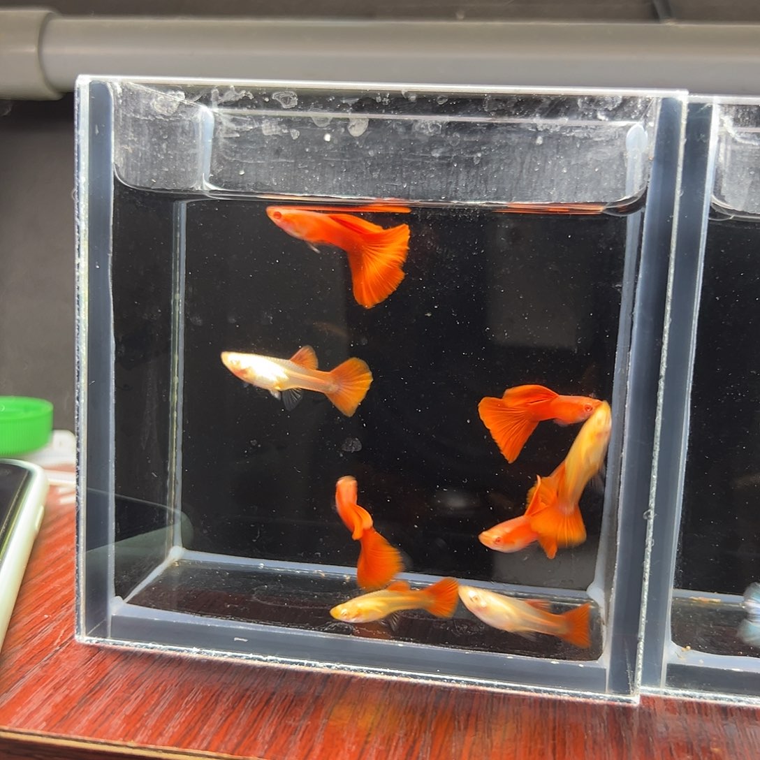 孔雀鱼全红孔雀鱼4对