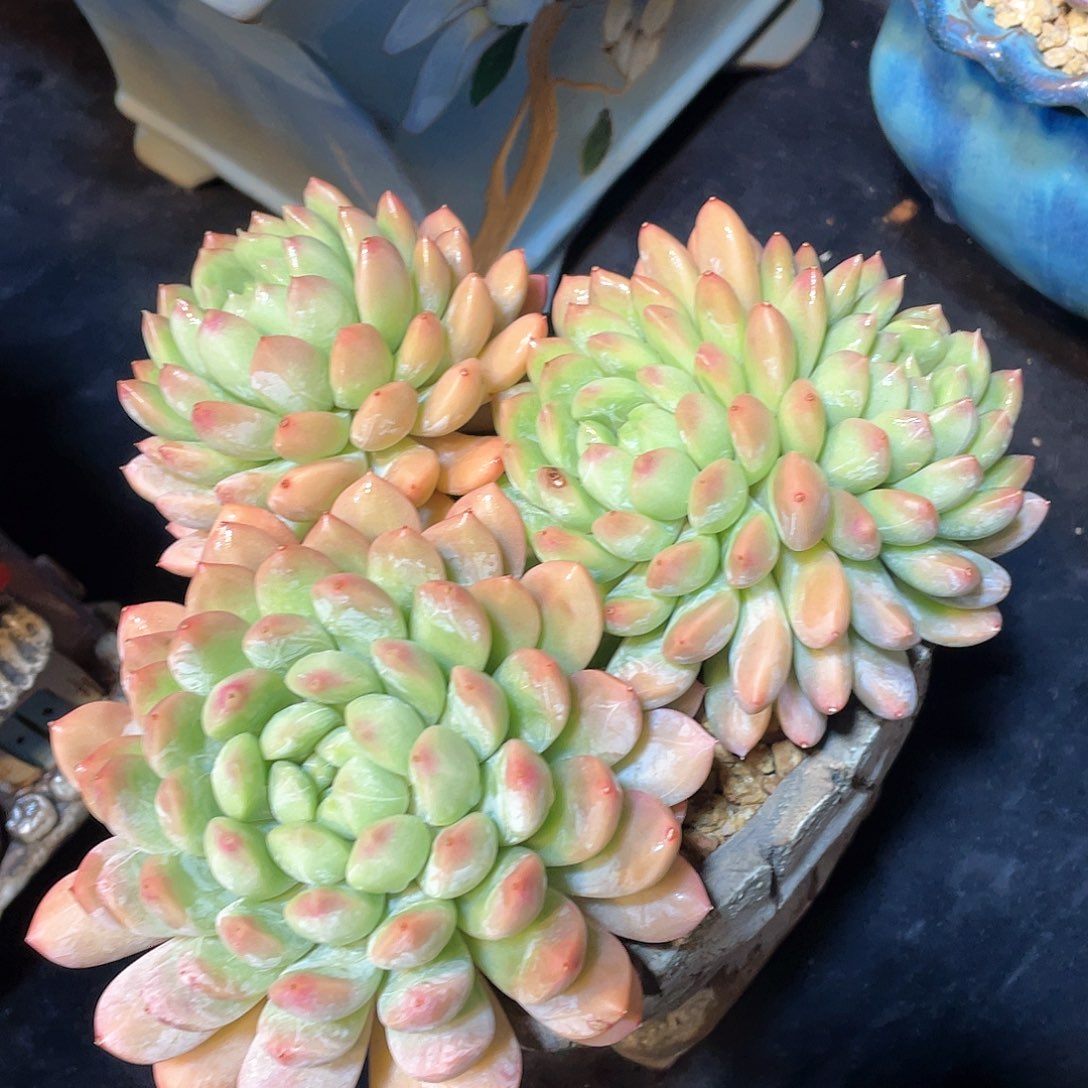 多肉植物脱土包邮