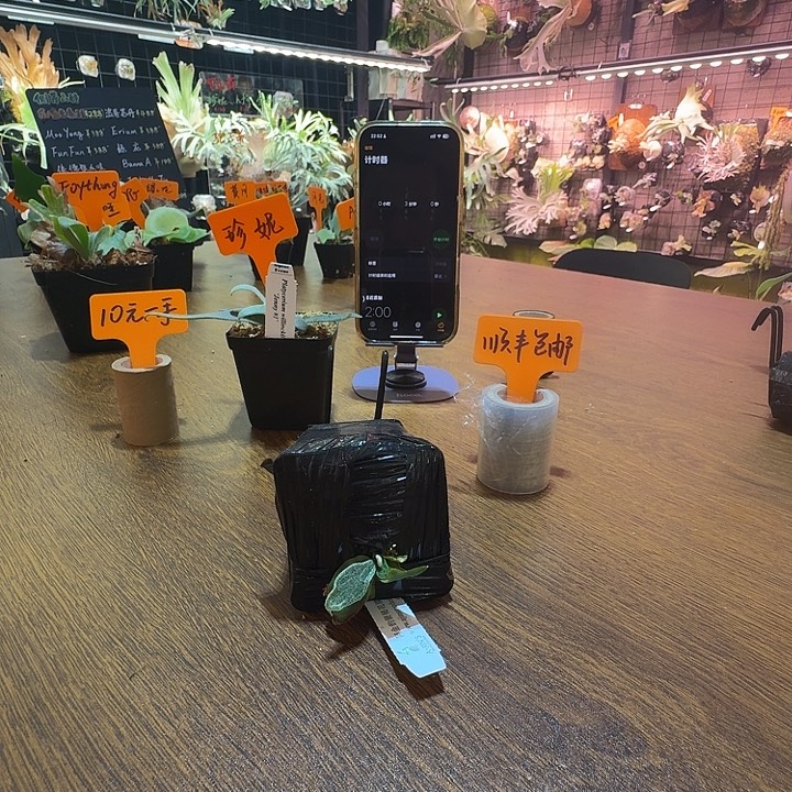 *****无花朵鹿野直播间购买甲虫