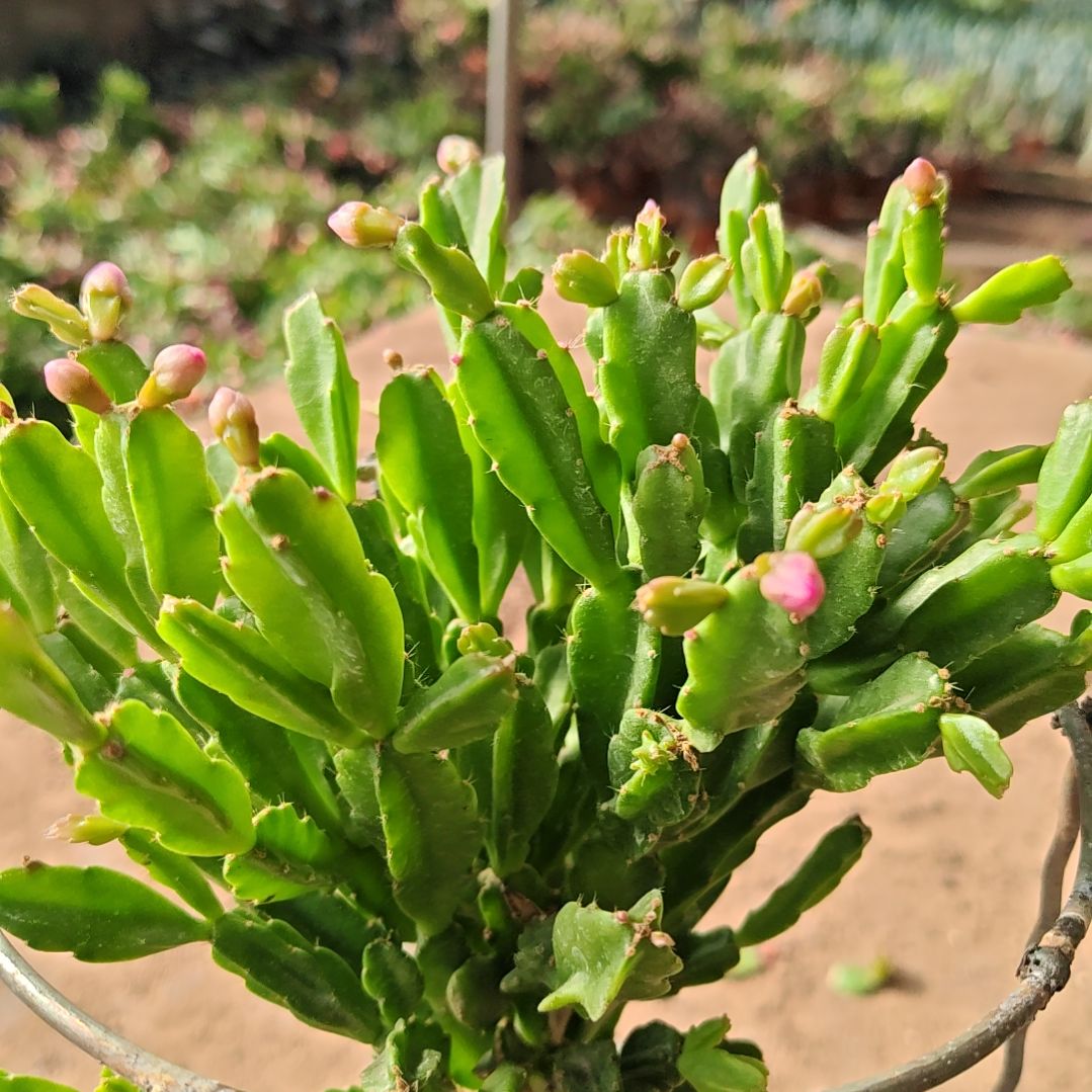 赵***师紫异类嫁接脱土脱盆易掉芽苞151