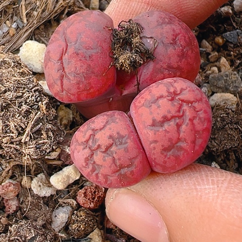 【闪购商品】21381