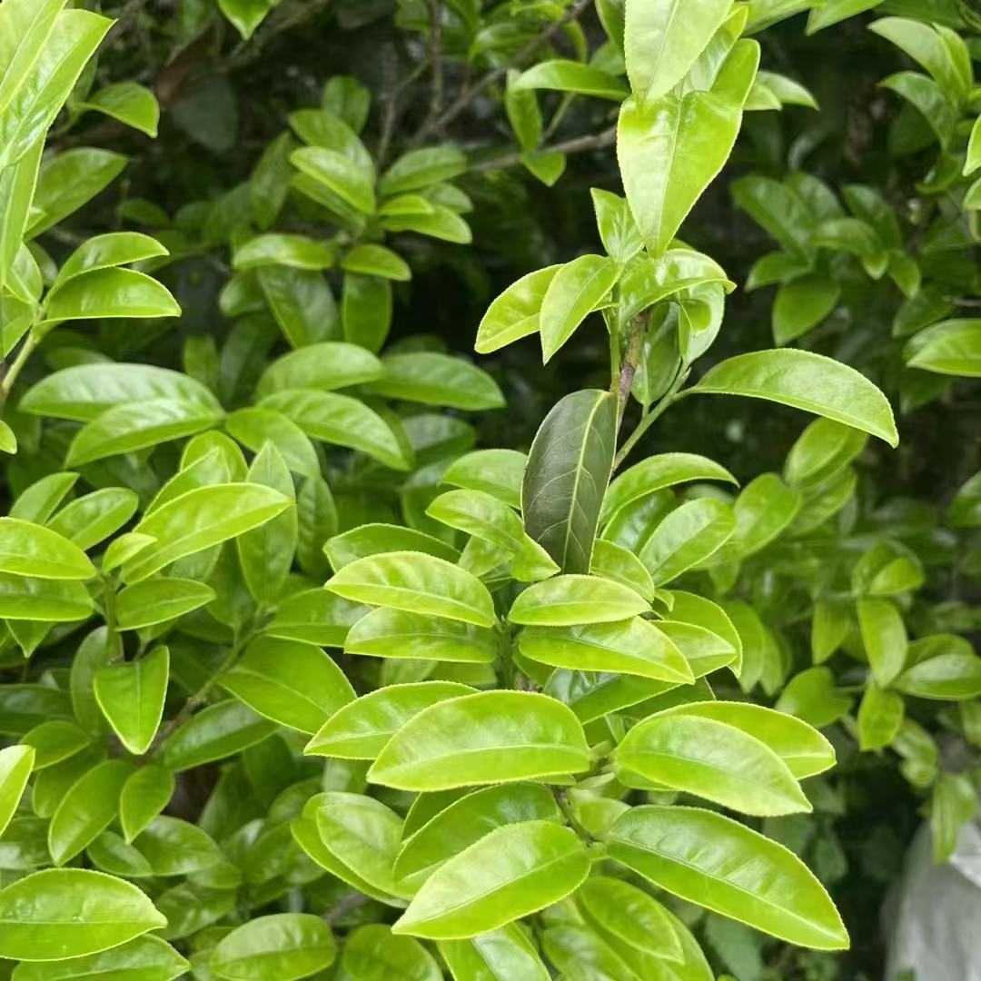 凤凰单丛茶鸭屎香潮州茶潮汕茶乌栋茶单枞