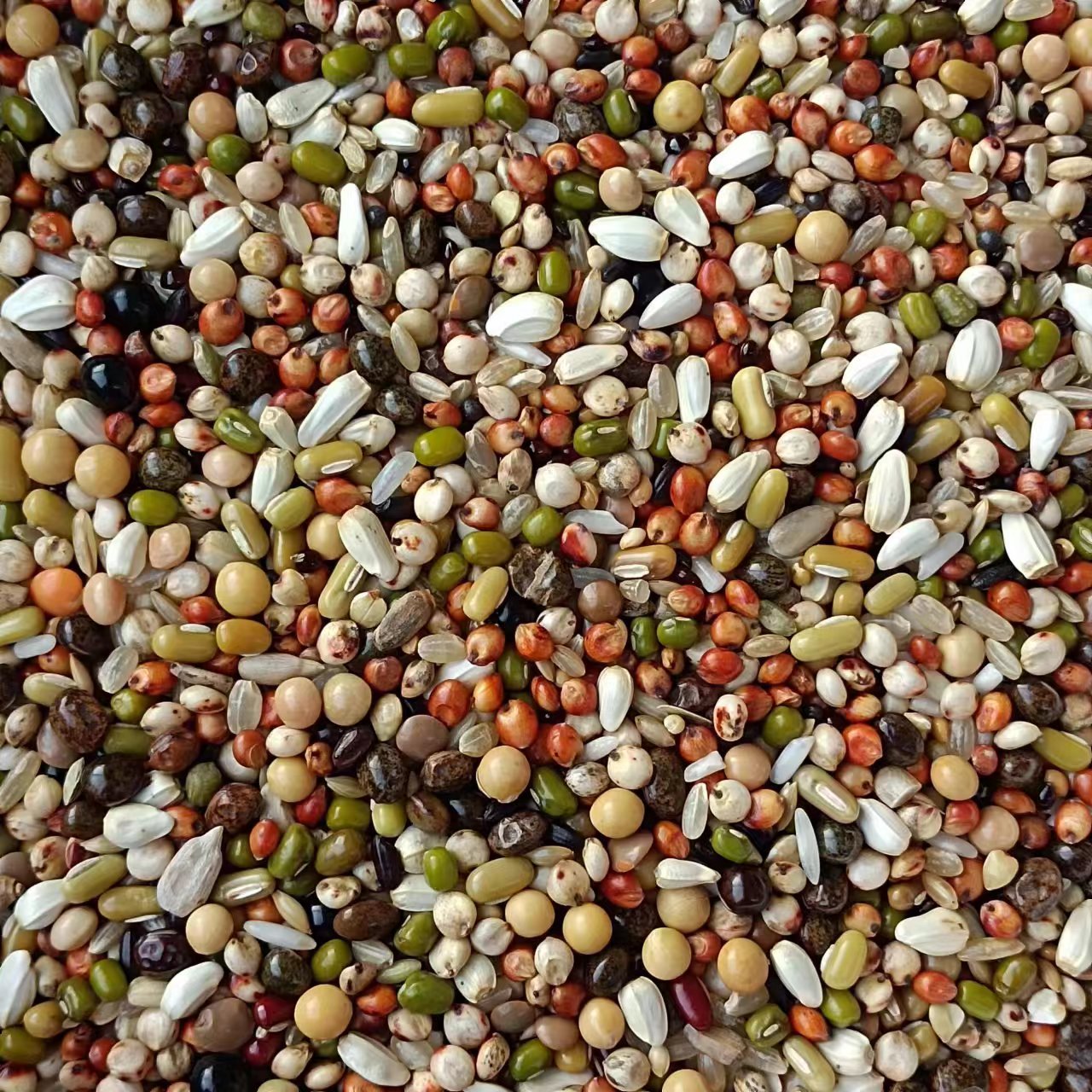 育雏A级喷窝鸽粮小颗粒营养粮赛鸽斑鸠元宝鸽幼鸽鸽粮5斤