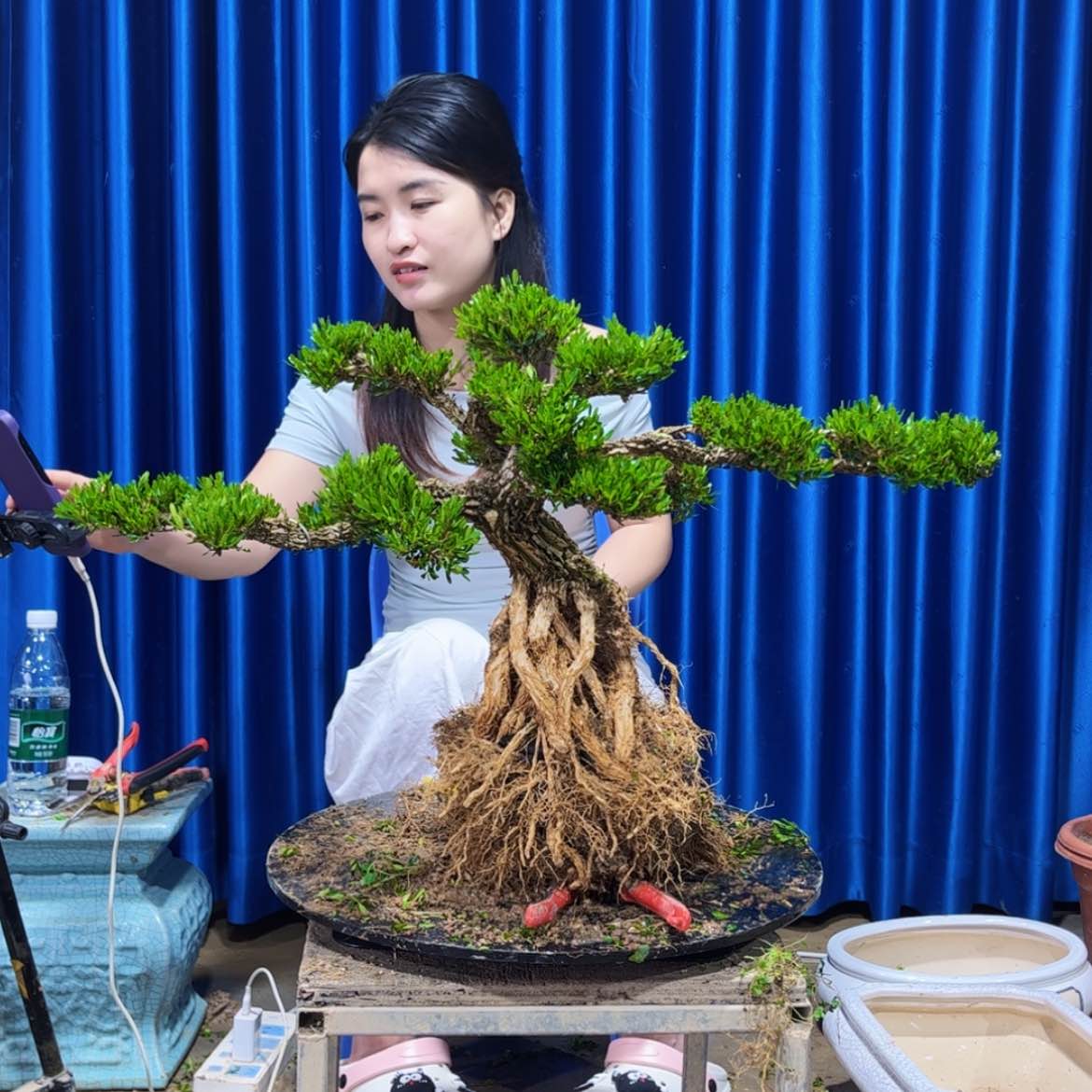 【闪购商品】广东雀舌黄杨盆景