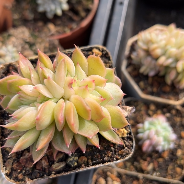 幸运儿是一位非常优秀