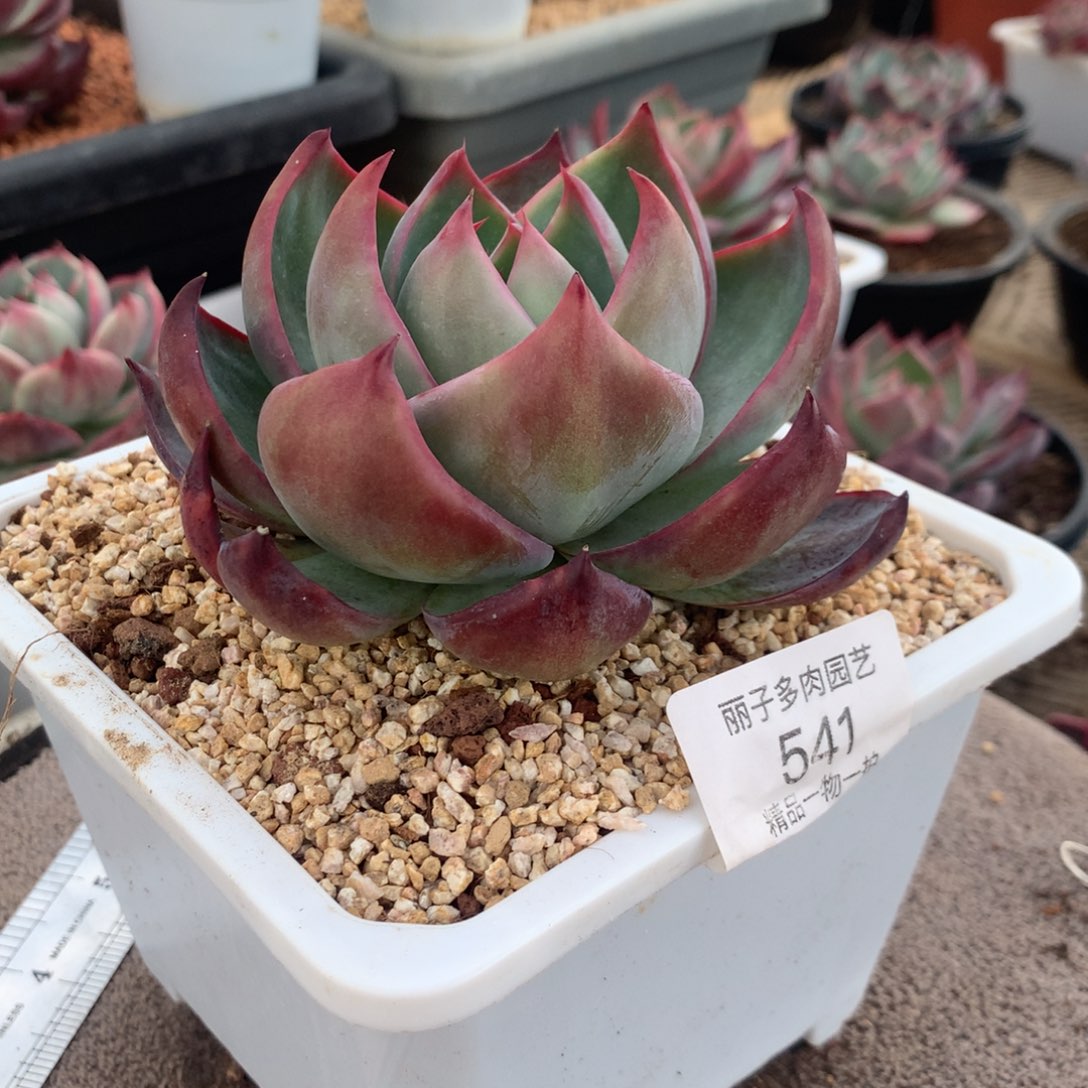 541惊鸿宽叶外翻拉丝。尺寸11。多肉植物
