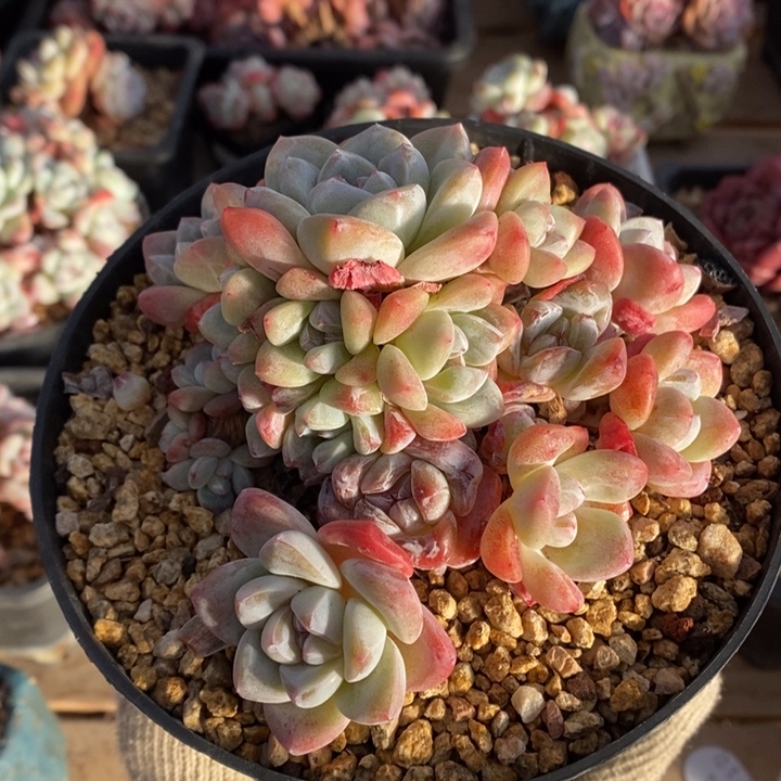 冰玉帕哈哈哈好棒