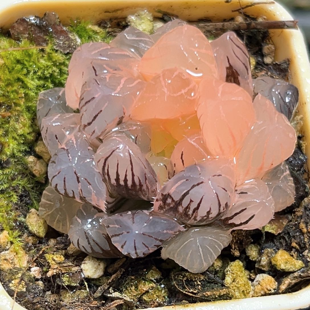 恭喜发财大吉大利539