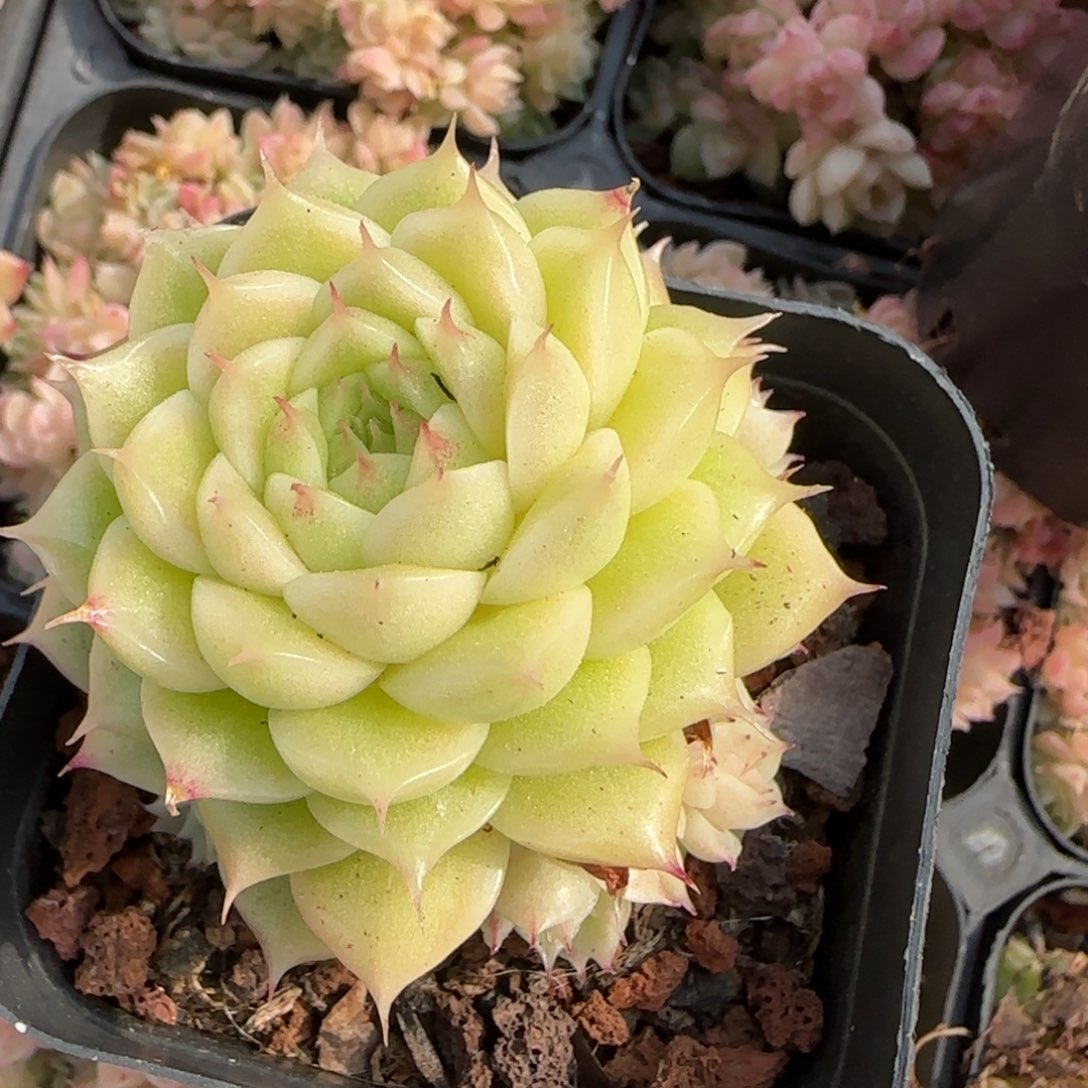 花语逸境0218-150散