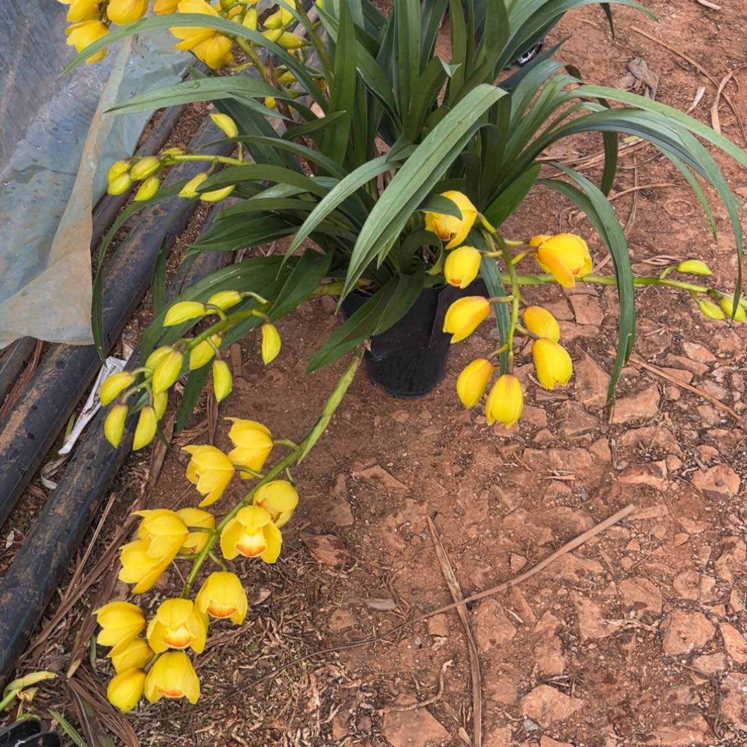 完全开放523大花蕙兰7支