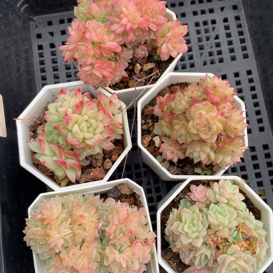 1211-46 套餐一组