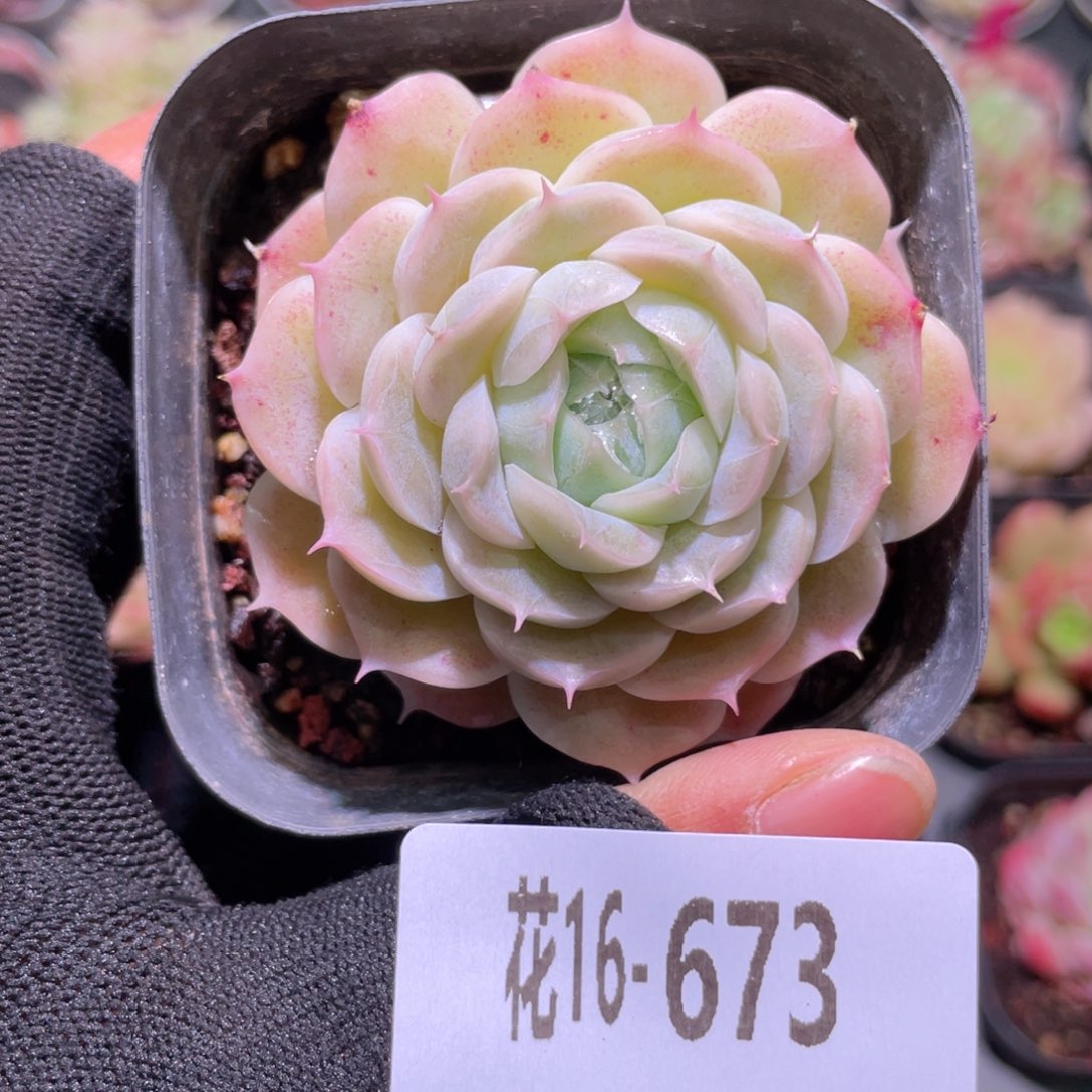 花利美16-673麦秆