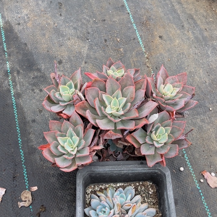 玲****蓝宫一颗小群生140盆橙子一颗