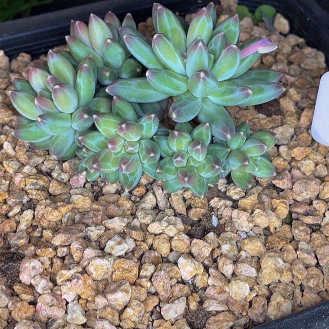 A25024号晚上多肉植物群生多肉