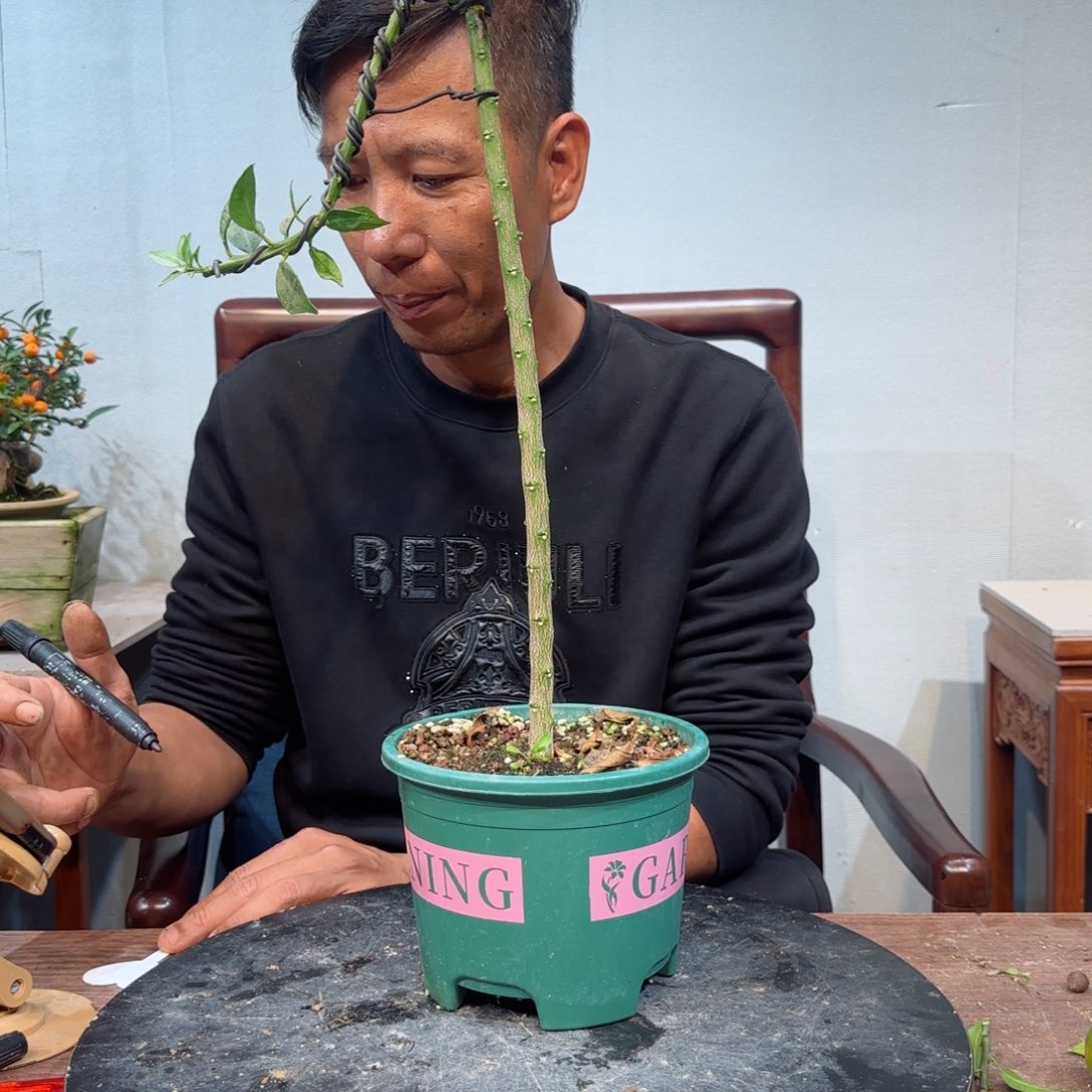 当前无花朵，栽培后可花朵猎*