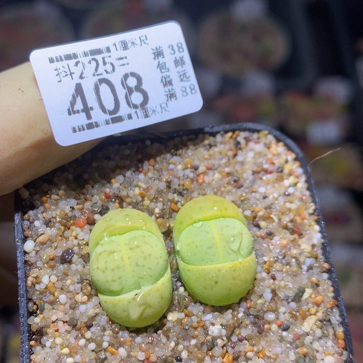 精品生石花235.408