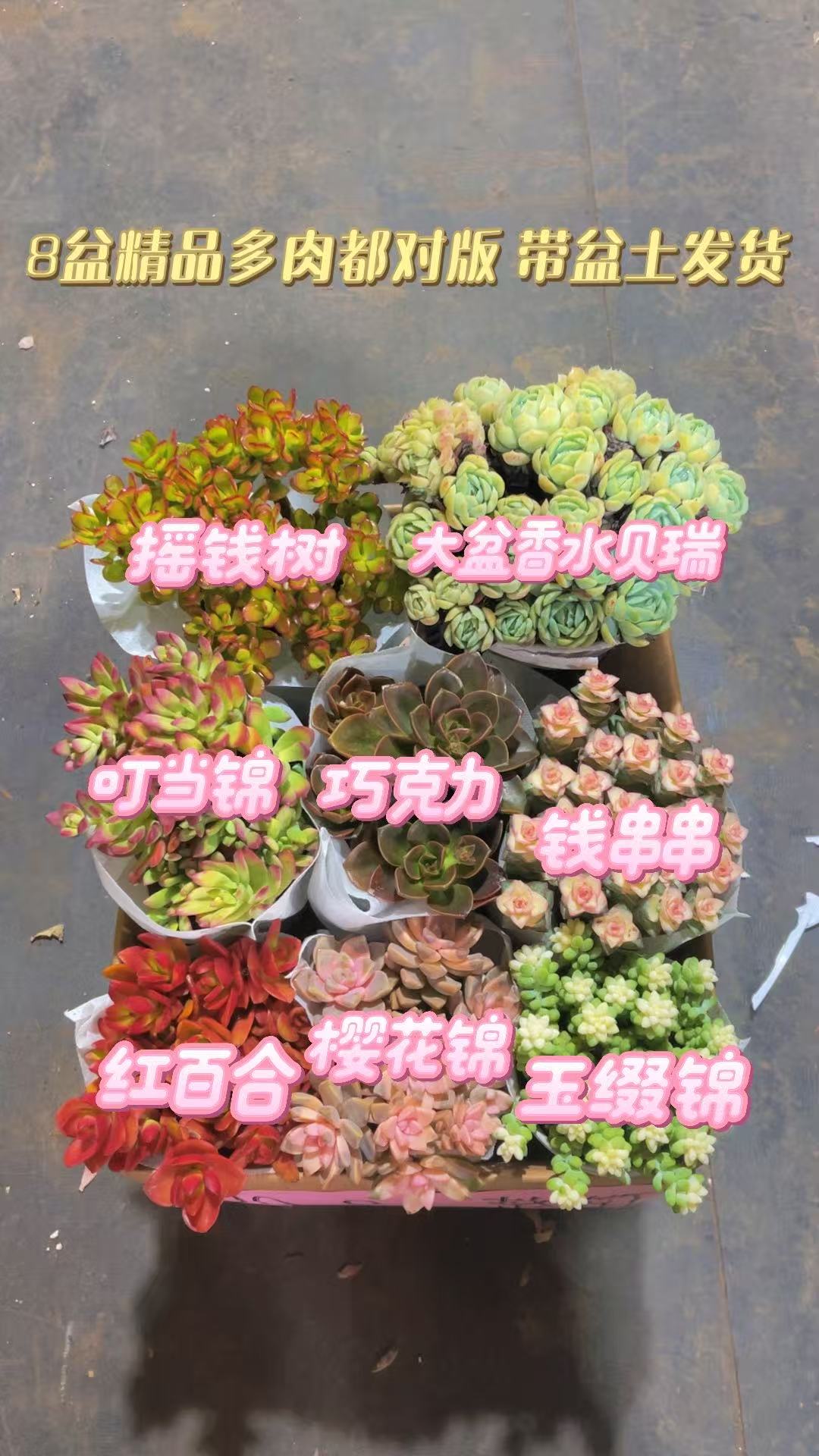 全家福满满一箱8大盆精品高品质多肉云南昆明基地直发带盆带土