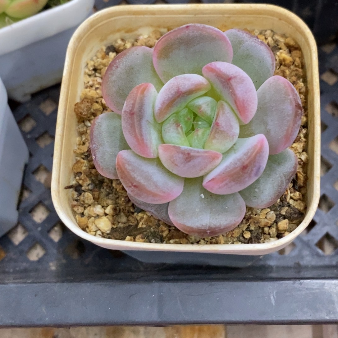 精品多肉一物一拍不包整266