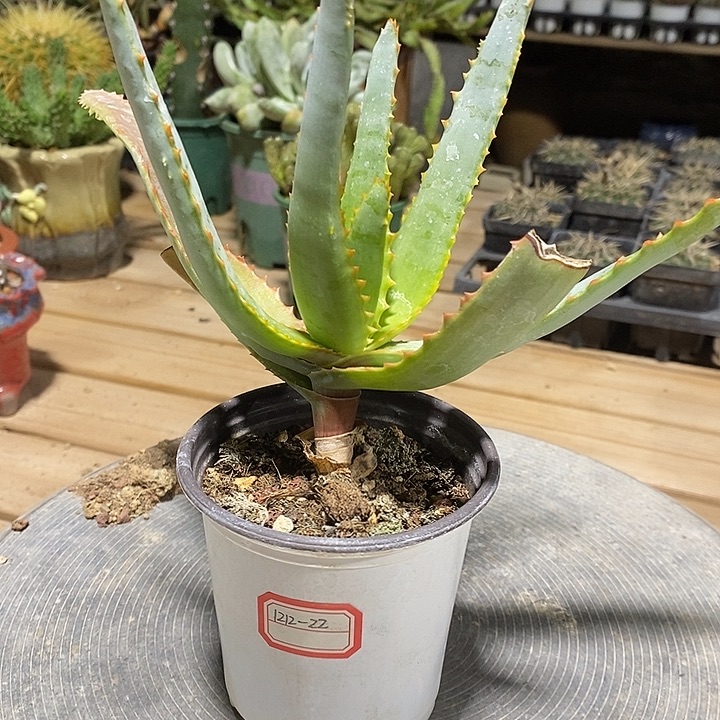 完美主义者勿拍卡比塔塔变种121222