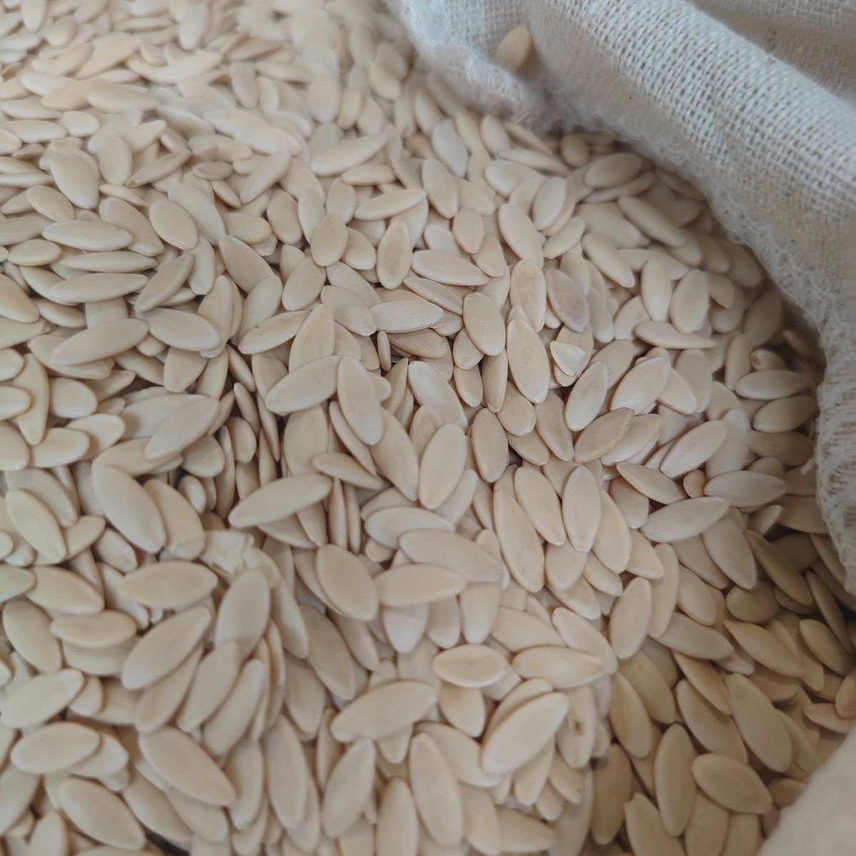 小兴安岭老旱黄瓜籽新籽生籽成熟度高饱满