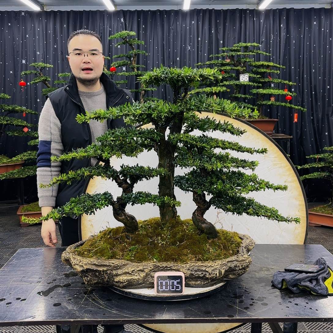 松树柏树造型盆景