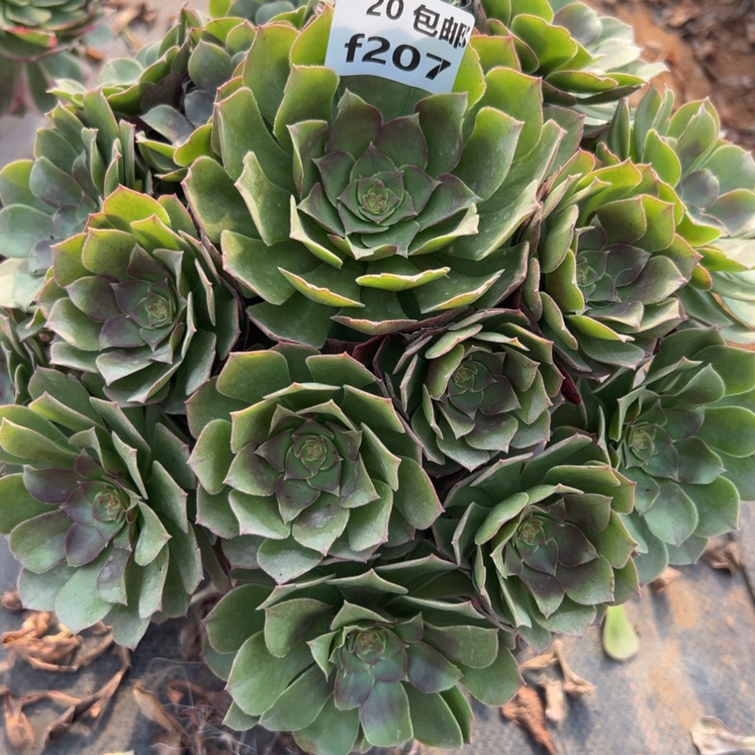 207沙拉碗，满20包邮嘟叮熊