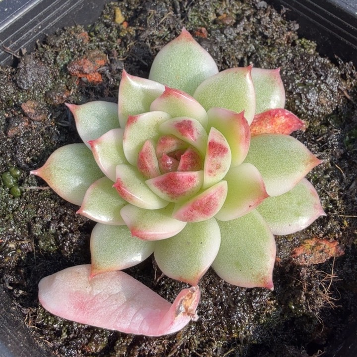 黑水晶锦腹欧你锦