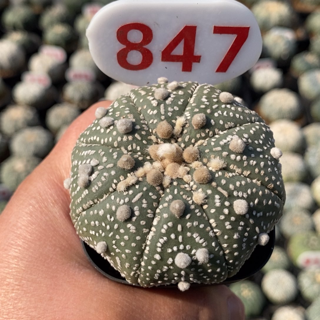 847小花园福利哦