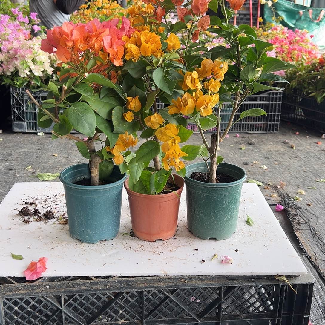 大部分花苞少量开放波妹，加黄，巧克力组合